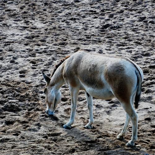 Onager.One of the fastest mammals, can reach up to 40mph. Sadly endangered. 