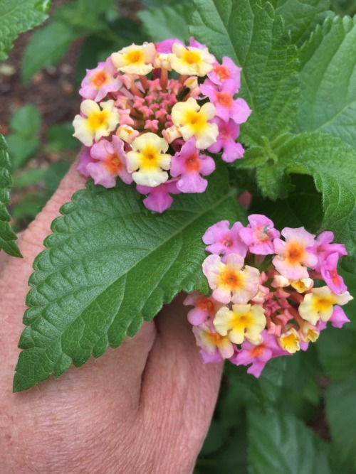 Lantana camara ‘Mozelle’