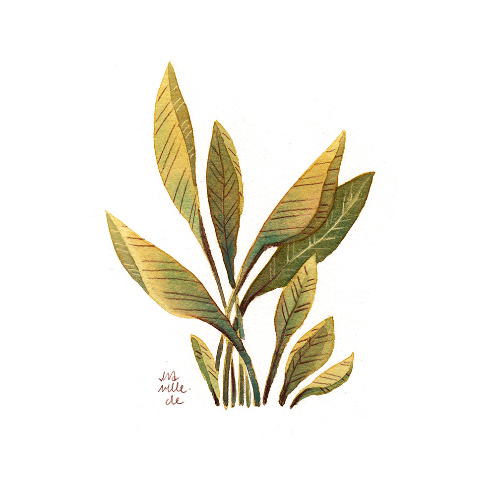 iraville:  painting some random cacti and plants without predrawing directly on paper.