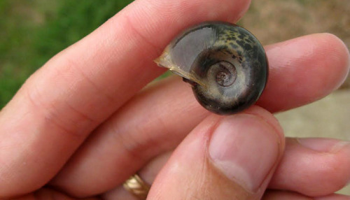 thebrainscoop:typhlonectes:One Man’s Mission to Save a Magnificent Molluskby Sarah McRae As Hurrican