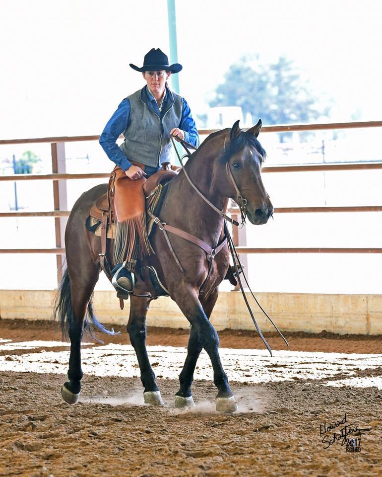 all-the-horses:LittleWood Rio BravadoPrimavera Bravado x Willowrun Hayli Morgan,