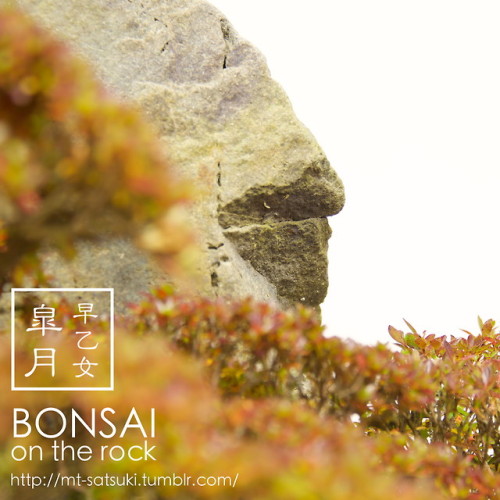 「早乙女」皐月の石付盆栽“SAOTOME” SATSUKI azalea bonsai on a rock2017.12.2 撮影bonsai on the rock| Cre