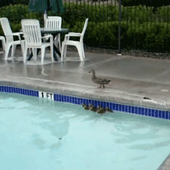 premiumgifs:  [via] 