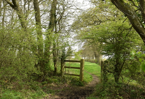 rherlotshadow: The path from the wood