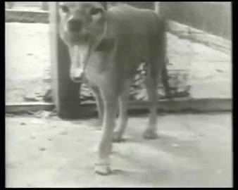 taigas-den:zombikaze:Tasmanian Tiger (extinct)This is footage of an extinct animal. This blows my mi