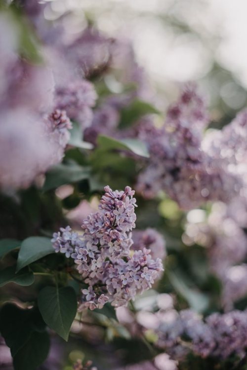 floralls: by Anita Austvika   