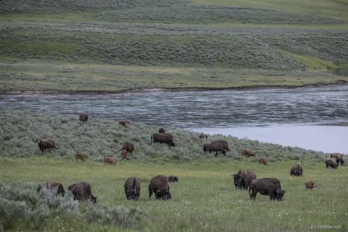 riverwindphotography:American Bison and their new young graze together in Hayden Valley, Yellowstone