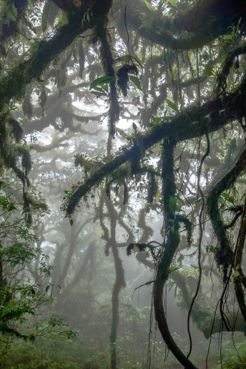 Mossy cloud forest by Roel Jansen