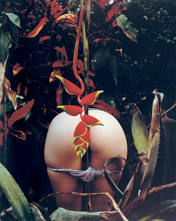 foxesinbreeches:  Untitled (Dangling Heliconia) by Naomi Fisher, 2000 