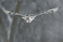 cloudyowl:  Snowy Owl by Rudy in Ottawa 