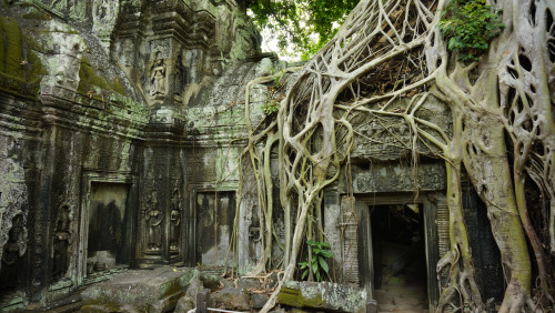 vanishingpresence:  Banyan trees at Ta Phrom, Angkor Wat, Siem Reap Cambodia - 2013 