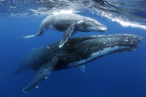 Mother’s Watch Unlike other marine newborns that are left to fend for themselves right after b