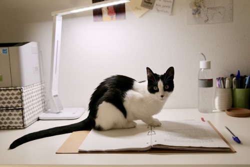ohmyphd:I could not NOT post this.I was taking some pictures of my actual notes for my PhD and… how 