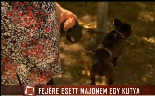Last Days of TÉNYEK