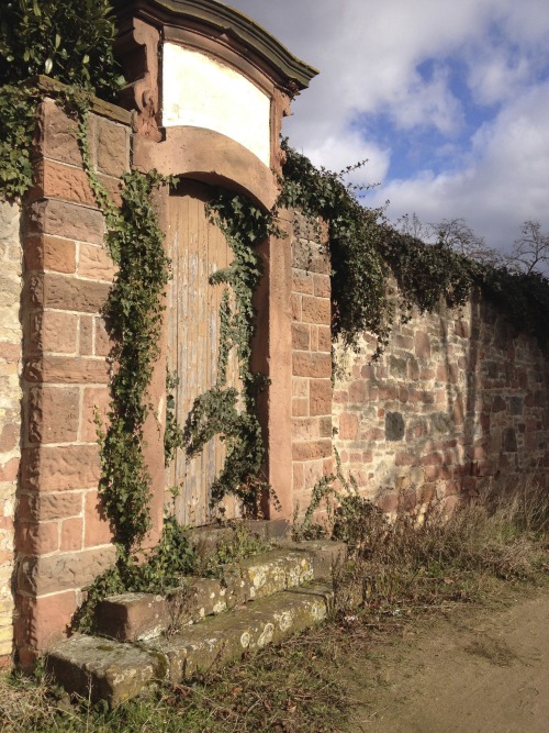 Walled vineyard of the Liebfrauenkirche in Worms, Germany.