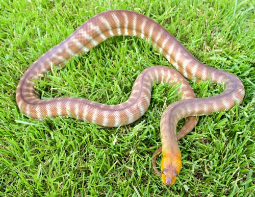 The goofiest lad.Toma Guey, 2014 Woma Python (Aspidites ramsayi)