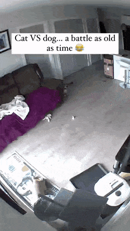 This Is What Happens When You Leave Your Pets Alone At Home. Via /r/Eyebleach Https://ift.tt/YSAPvky
