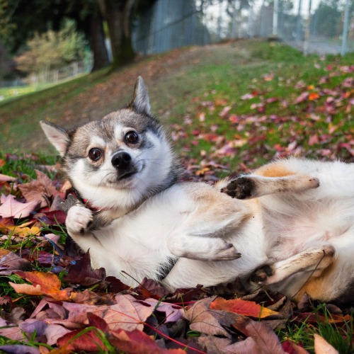 I was definitely not just rolling around in the leaves