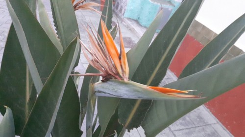 On Dirait Un Perroquet Mais C'est Une Fleur De Cactus