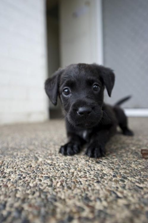 awwww-cute:Curious little guy