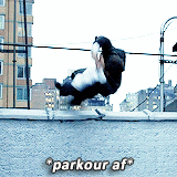 buckypupbarnes:  Are you Matt af? (insp.)