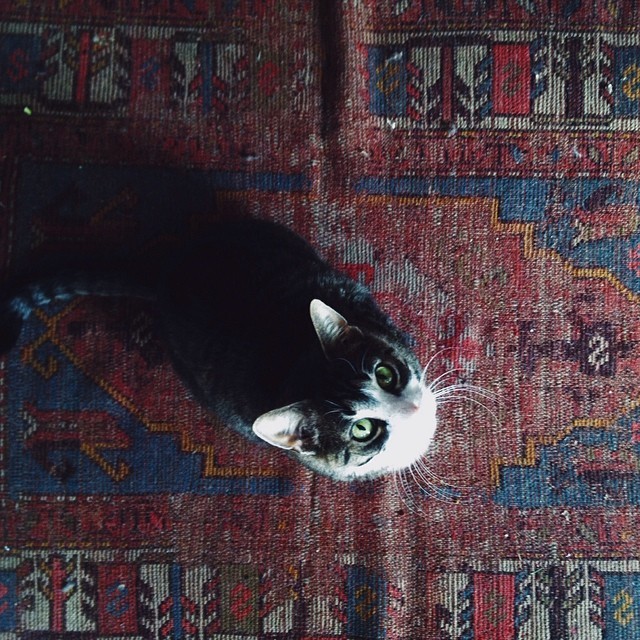 sutakimu-catching-souls-flights:  This rascal.