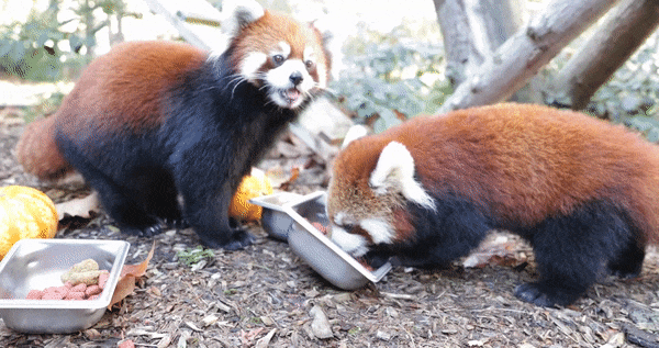 All The Animals Full Video Red Panda Awesome Ness At Woodland