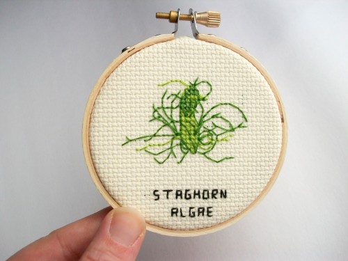 Staghorn algae, on request and up in my Etsy shop, as well as in the 6th set of common microbe patte