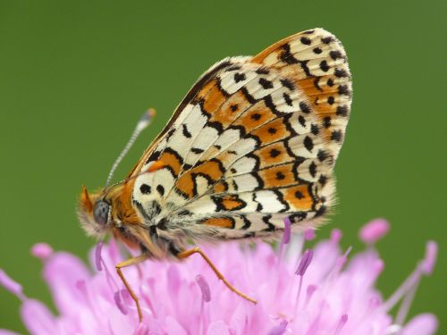 Glanville fritillary (Melitaea cinxia)The Glanville fritillary is a butterfly of the family Nymphali