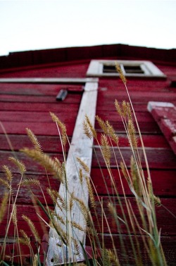 craigtommola:  Barn red. 