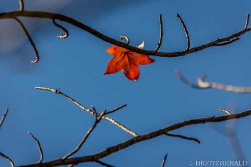 Plainsboro Audubon Preserve.  Plainsboro, NJ. ISO 800 | 120mm | f/5.6 | 1/1250 secPhoto © 2020 Brian