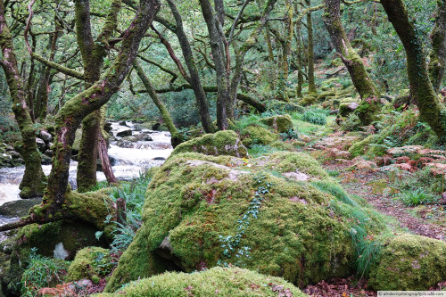 alrobertsphotography:Dewerstone Woods, Dartmoor National Park