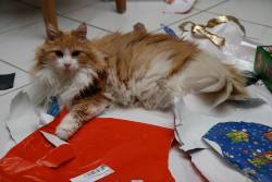 catsbeaversandducks:  10 Cats Who Don’t See The Point In Wrapping Christmas Presents “Oh c'mon, you know I’m going to rip it up anyway.”All Photos via Simon’s Cat Facebook Page Please click on each one for more info.