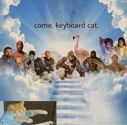 n-breezii: F