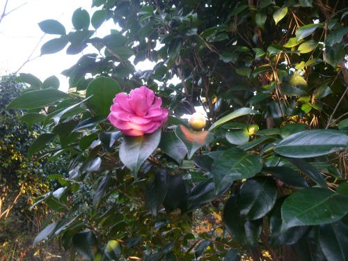 camellias