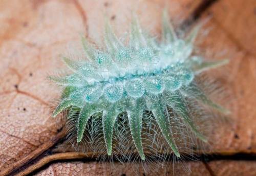 gwydderig: The spun glass caterpillar (Isochaetes beutenmuelleri) - a caterpillar that looks like a 