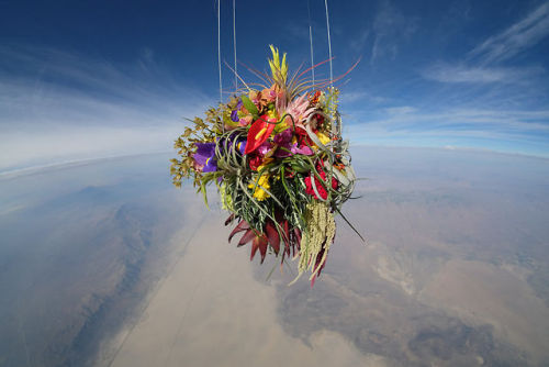 digg:Azuma Makoto sends flowers to space in his latest installation piece, Exobiotanica.