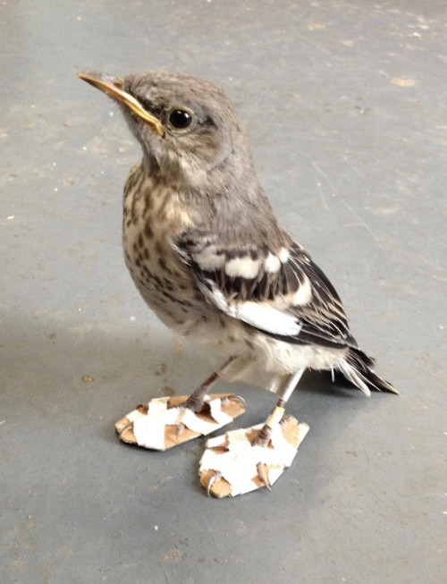 mymodernmet:Adorable Mockingbird Wears Tiny, Homemade “Snowshoes” to Heal Her Injured Feet