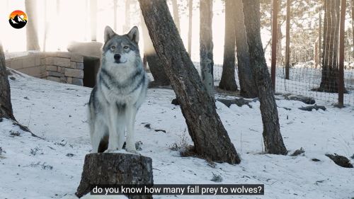jenniferrpovey:Because this is apparently stick up for wolves day.Wolf reintroduction in Yellowstone