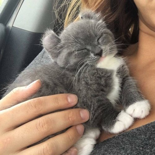 justcatposts: Look at these ears 💞  (Source) 