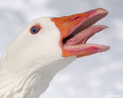 Porn sixpenceee:  sixpenceee:  Geese have “teeth” photos