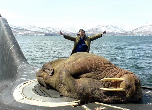 queermobile:hungryghoast:semperannoying:A friendly walrus on a Russian submarine.Love that walruslov
