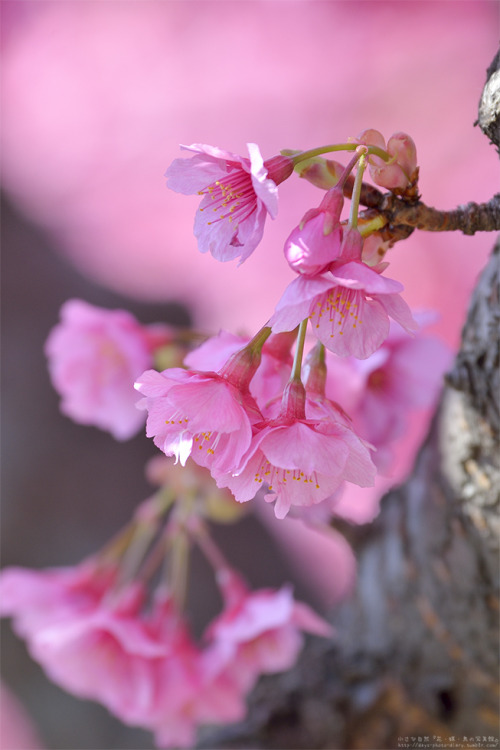 days-photo-diary:木場公園の東側を流れる大横川という運河沿いに咲く河津桜。今年も堪能させて頂きました。ありがとう！ #桜 #河津桜 #花 #自然 #写真 #東京 #木場公園 #大横川人