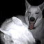 wwwhippeddog