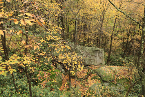 The foliage is now reaching peak color in the Cheat River Canyon.Field notes: 1.  Yellow is the pred