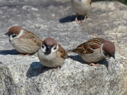 town-sparrow: スズメ　Eurasian tree sparrow Town Sparrow ～ 街のすずめ　Archive Town Birds ～ 街の鳥  Archive