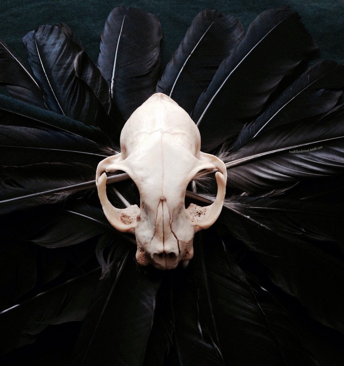 roadkillandcrows:  Cat skull and crow feathers.