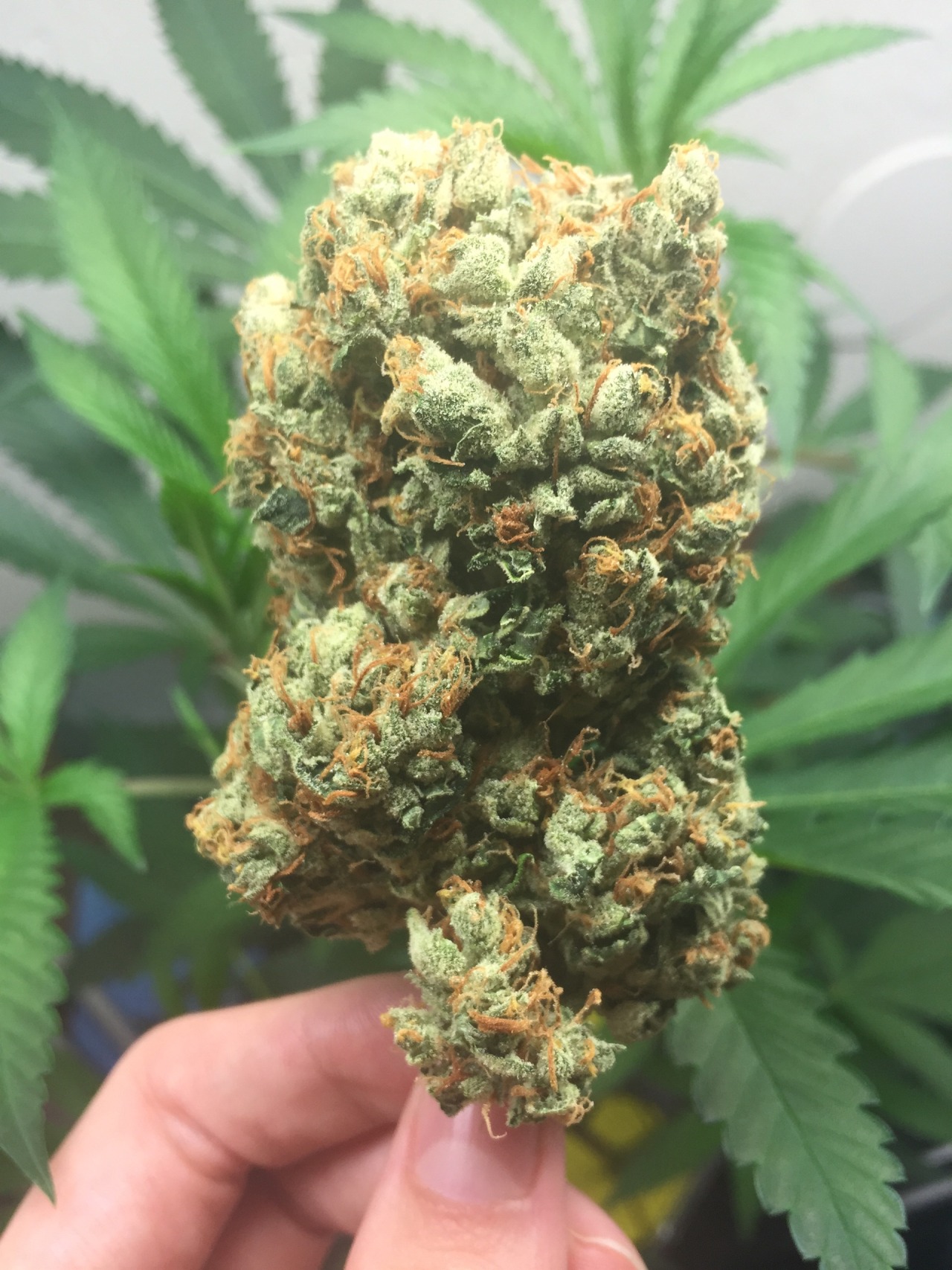 doobiedrewbie:  Big Bang on the branch vs nuggy. 👀🌲 