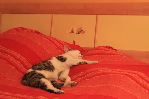 larabarakara:  I was studying in my room, turned around to grab something and saw this.  So, basically, this is not my cat.   But she’s all like chillin’ in my bed like she pays rent or smth.   How the fuck did she even got into the freaking house. 