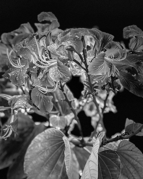 The lost Colours ! #plants #nature #flowers #yinyang #blackandwhite #blackandwhitephotography #canon